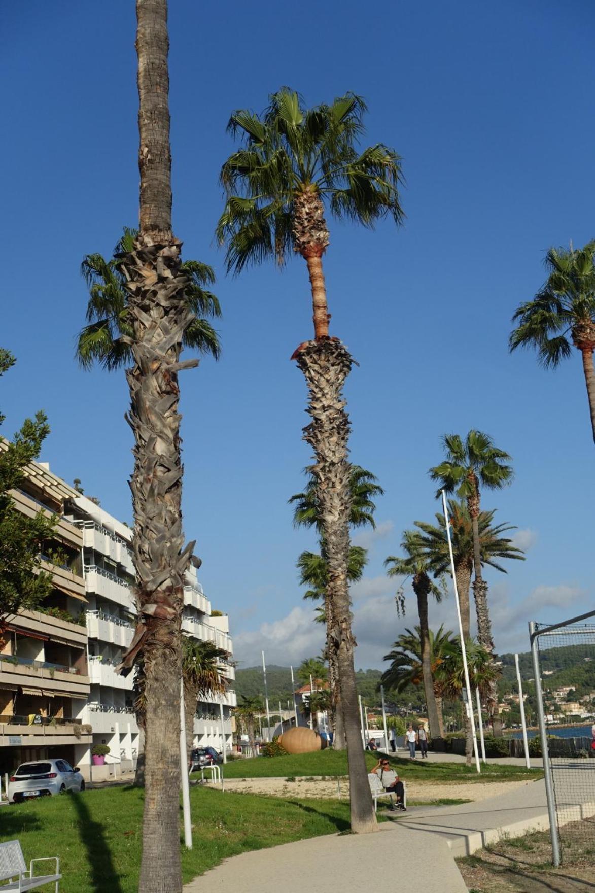 Les Jardins De Bandol, Piscine Privee, Belle Vue Mer Extérieur photo